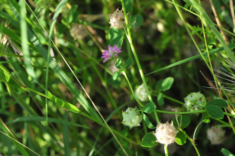 Trifolium pratense e Trifolium resupinatum